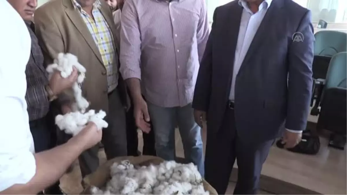 Şanlıurfa\'da sezonun ilk pamuk hasadı yapıldı
