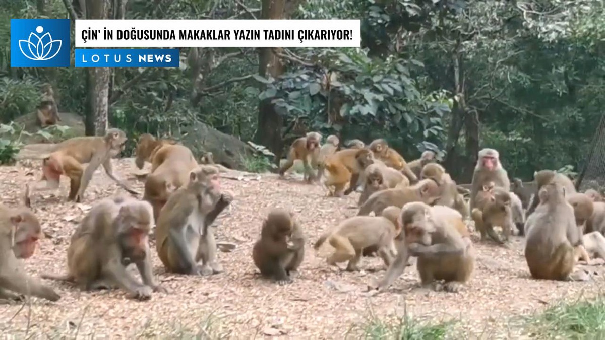 Video: Çin\'in Doğusundaki Doğa Koruma Alanında Makaklar Yazın Tadını Çıkarıyor