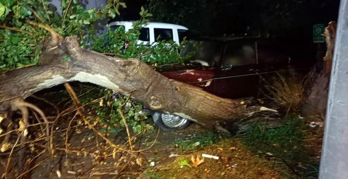 Yalova\'da fırtına ağaçları devirdi, çatılar uçtu