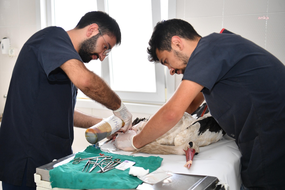 Beylikdüzü Belediyesi Veterinerleri Yaralı Leyleği Tedavi Etti