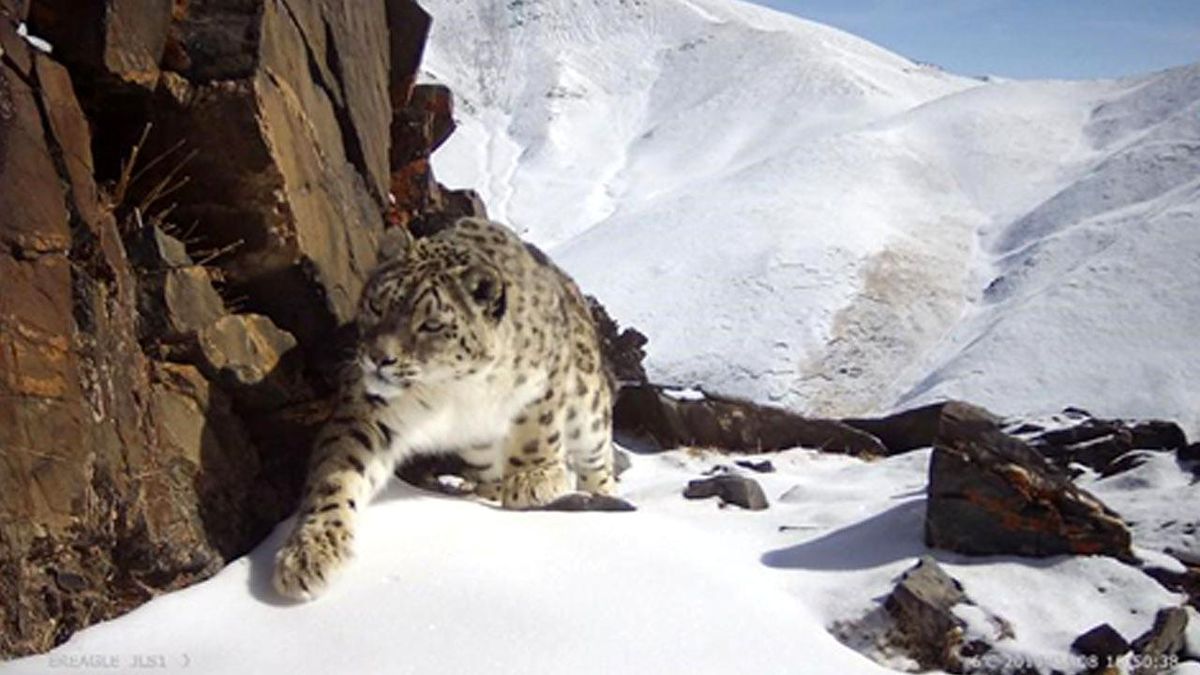 Çin\'in Qinghai Eyaletindeki Kar Leoparı Popülasyonunun 1.200\'e Çıktığı Tahmin Ediliyor