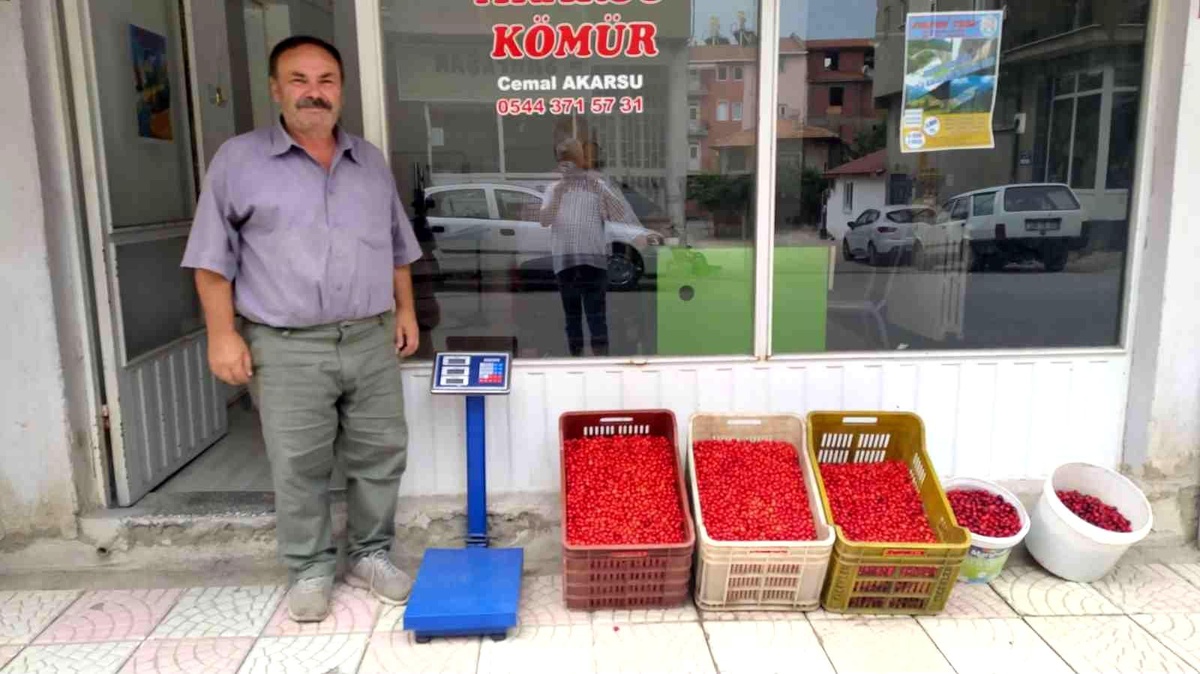 Hisarcık\'ta kızılcık üretimi arttı fiyatlar 15 TL\'ye düştü