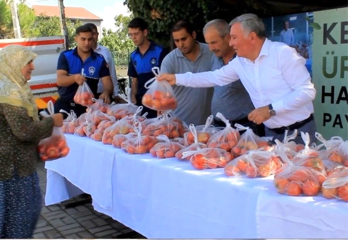 Honaz Belediyesi ata tohumundan yetiştirilen domatesleri halka ücretsiz dağıttı