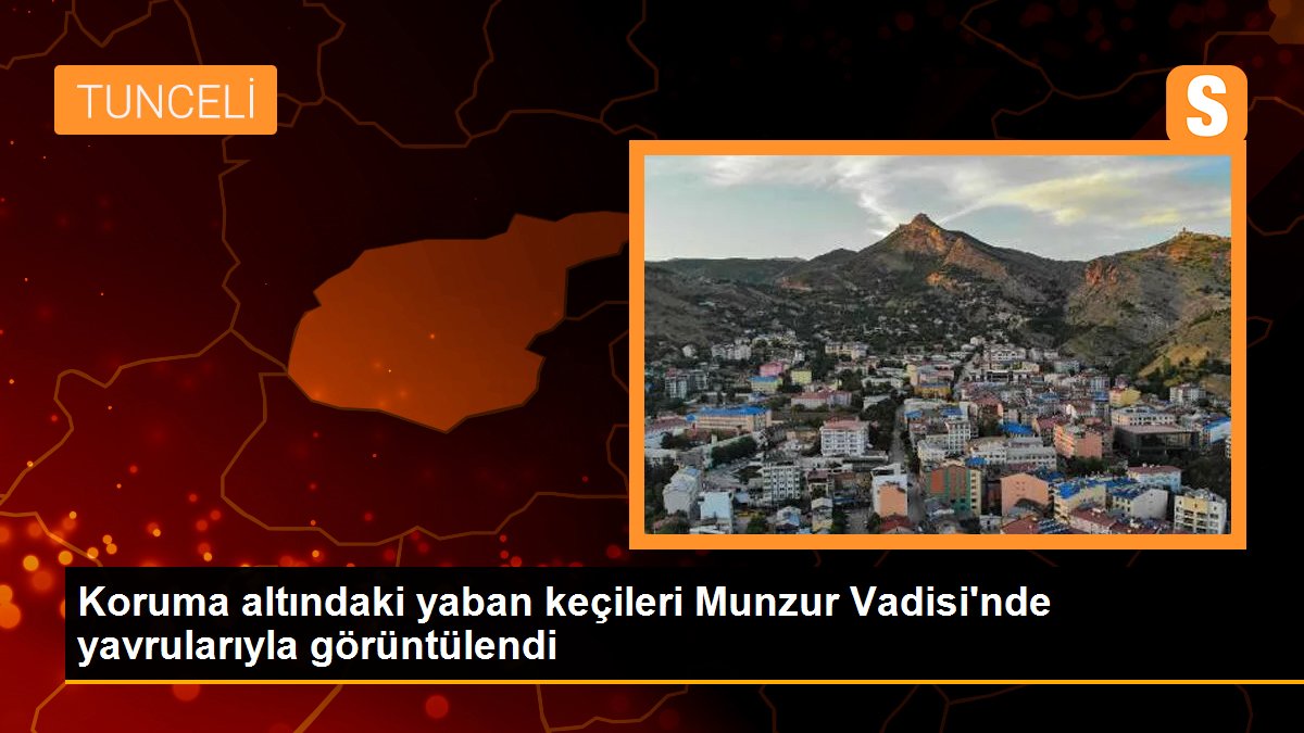 Koruma altındaki yaban keçileri Munzur Vadisi\'nde yavrularıyla görüntülendi