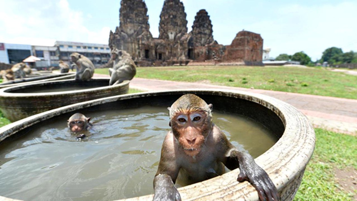 Tayland\'ın Lopburi Eyaletindeki Maymunlar Her Yıl Birçok Turisti Bölgeye Çekiyor