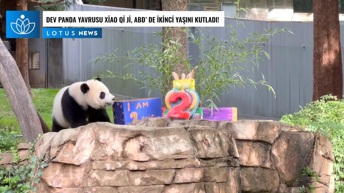 Video: Dev Panda Yavrusu Xiao Qi Ji, ABD\'de İkinci Yaşını Kutladı