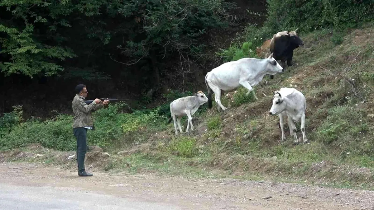 Yalova\'da şehre inen vahşi Yörük hayvanları film gibi operasyonlarla yakalanıyor