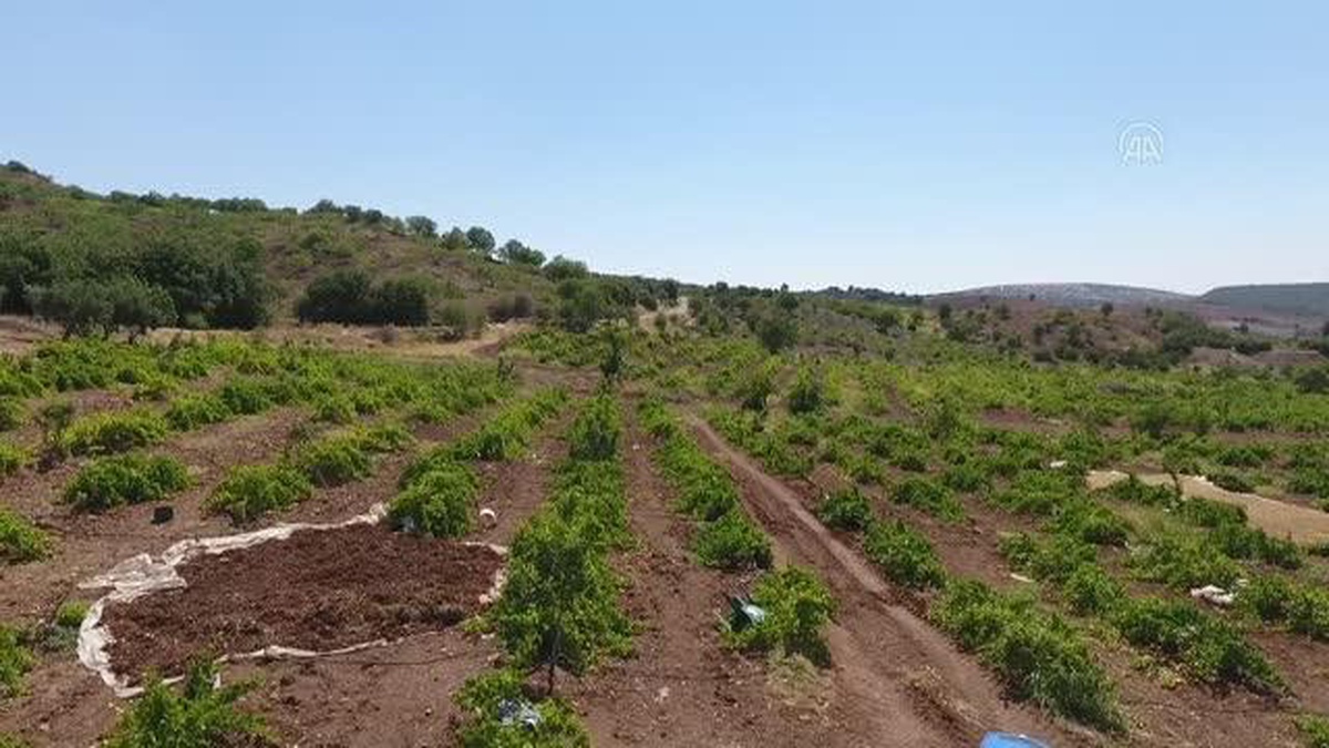 Adıyaman\'da yetiştirilen peygamber üzümünde 70 bin ton rekolte bekleniyor