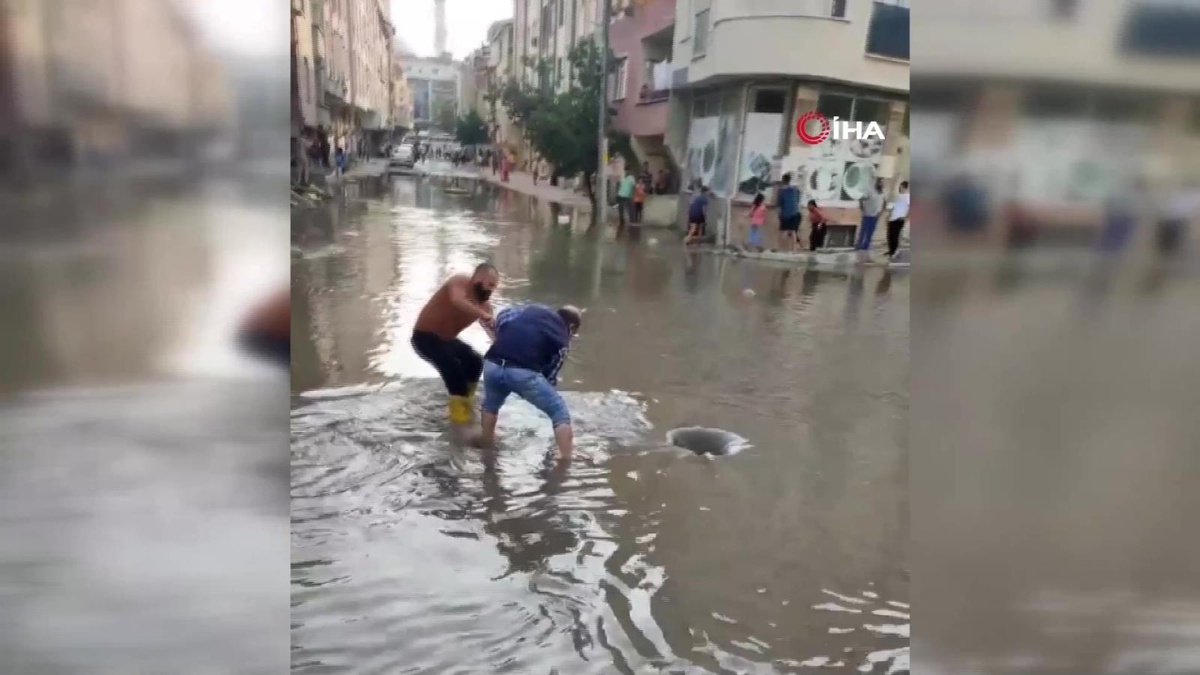 Esenyurt\'ta suyu yükselen derede akıntıya kapılan köpek sürüklendi