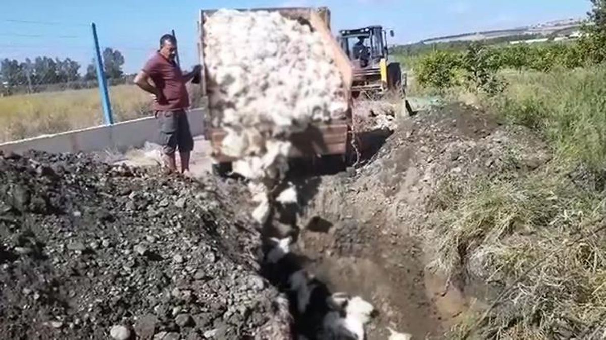 Faturalar ödenemediği için elektrik kesildi! 2 bin 450 tavuk havasızlıktan öldü