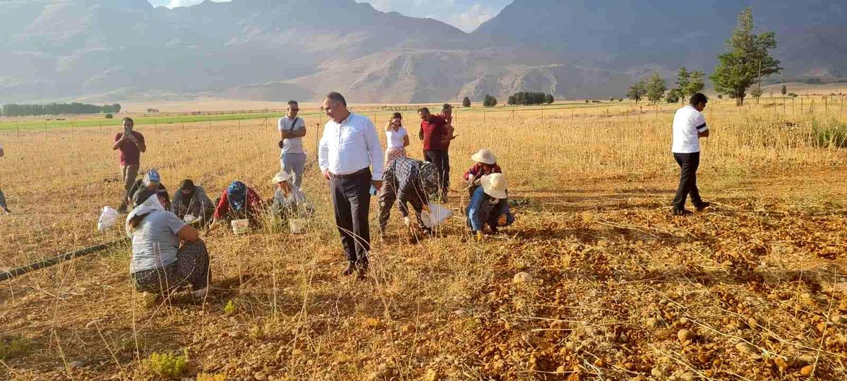 Coğrafi işaretli Tunceli sarımsağının ilk hasadı yapıldı