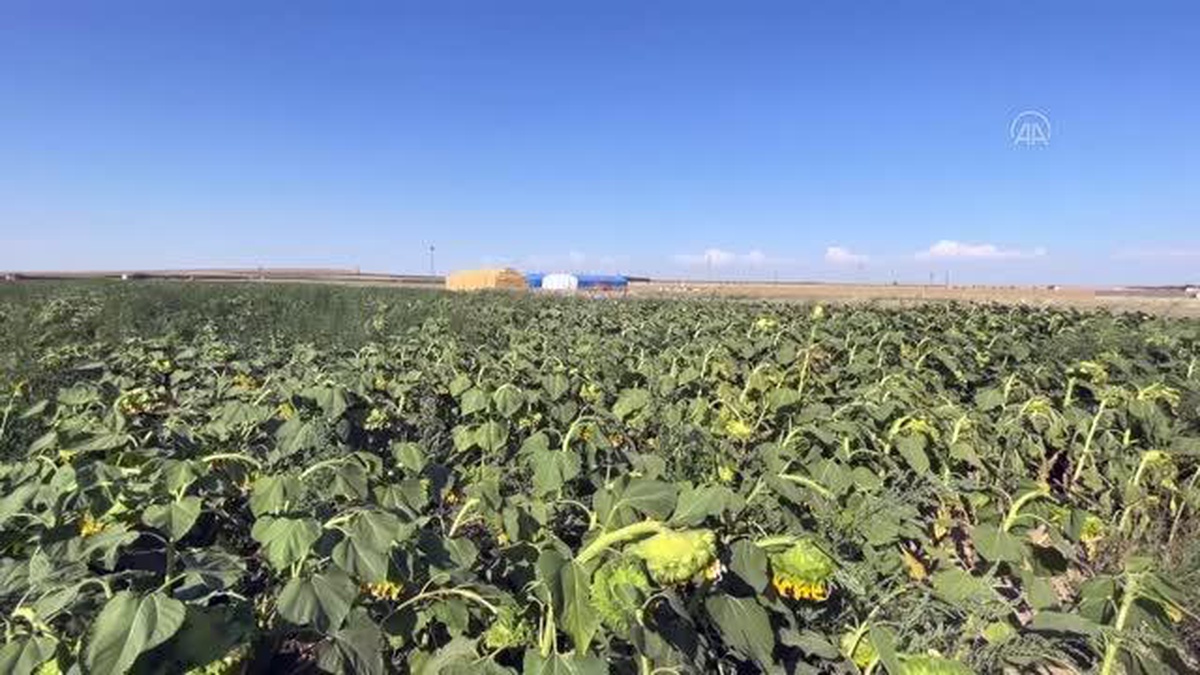 Konya\'da ekim alanı azalan ayçiçeğinde bu yıl yüksek verim bekleniyor