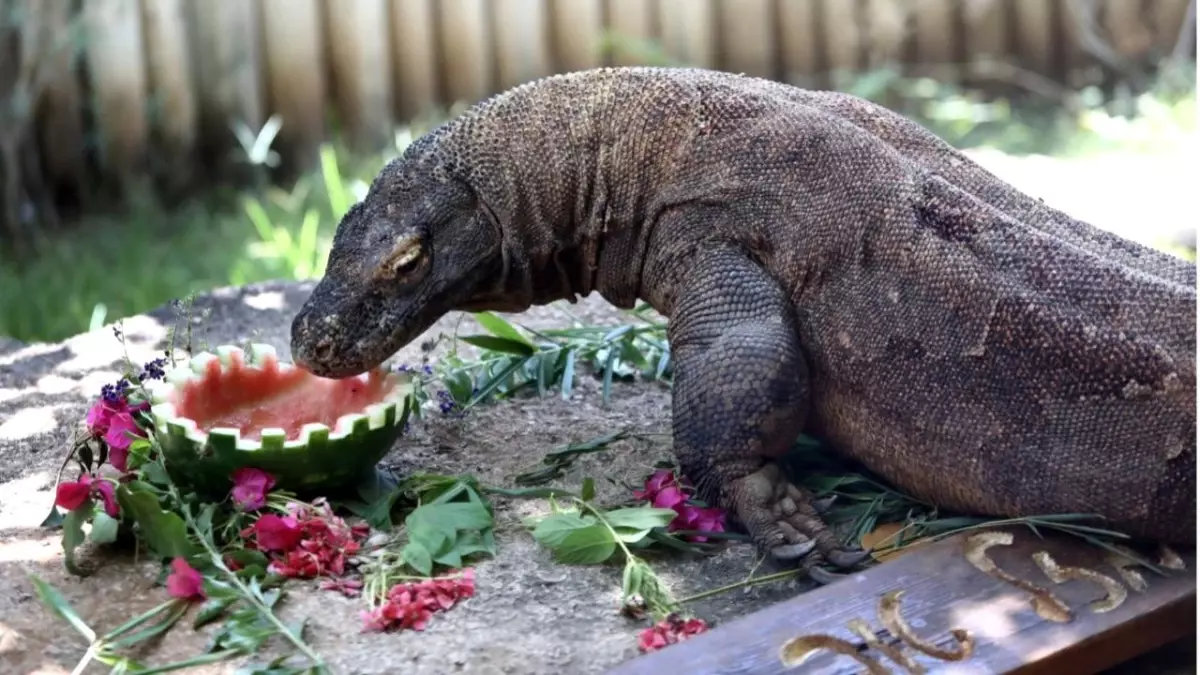 Fotoğraf: İsrail\'deki Komodo Ejderinin 12. Yaş Günü Kutlandı