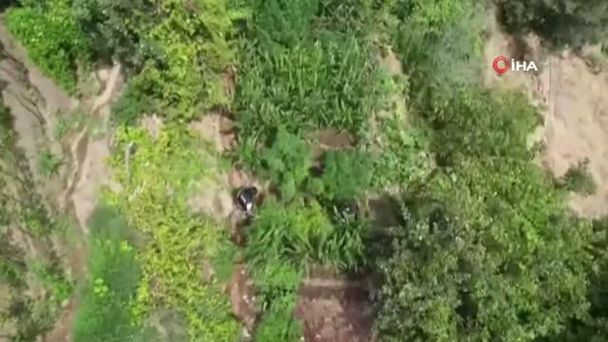 İzmir\'de zehir tacirine dron destekli operasyon: 10 kilogram esrar ele geçirildi