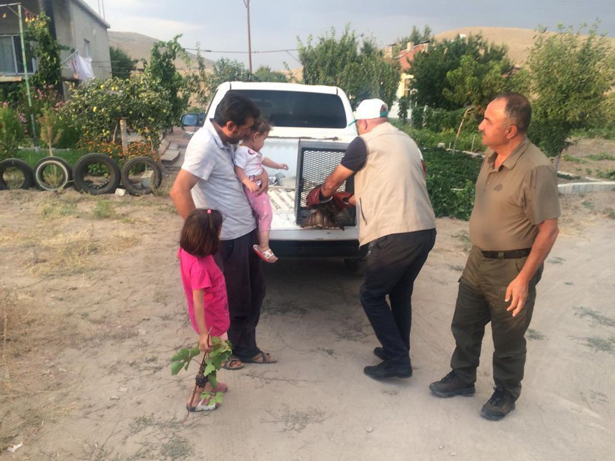 Kayseri\'de yaralı bulunan şahin tedaviye alındı