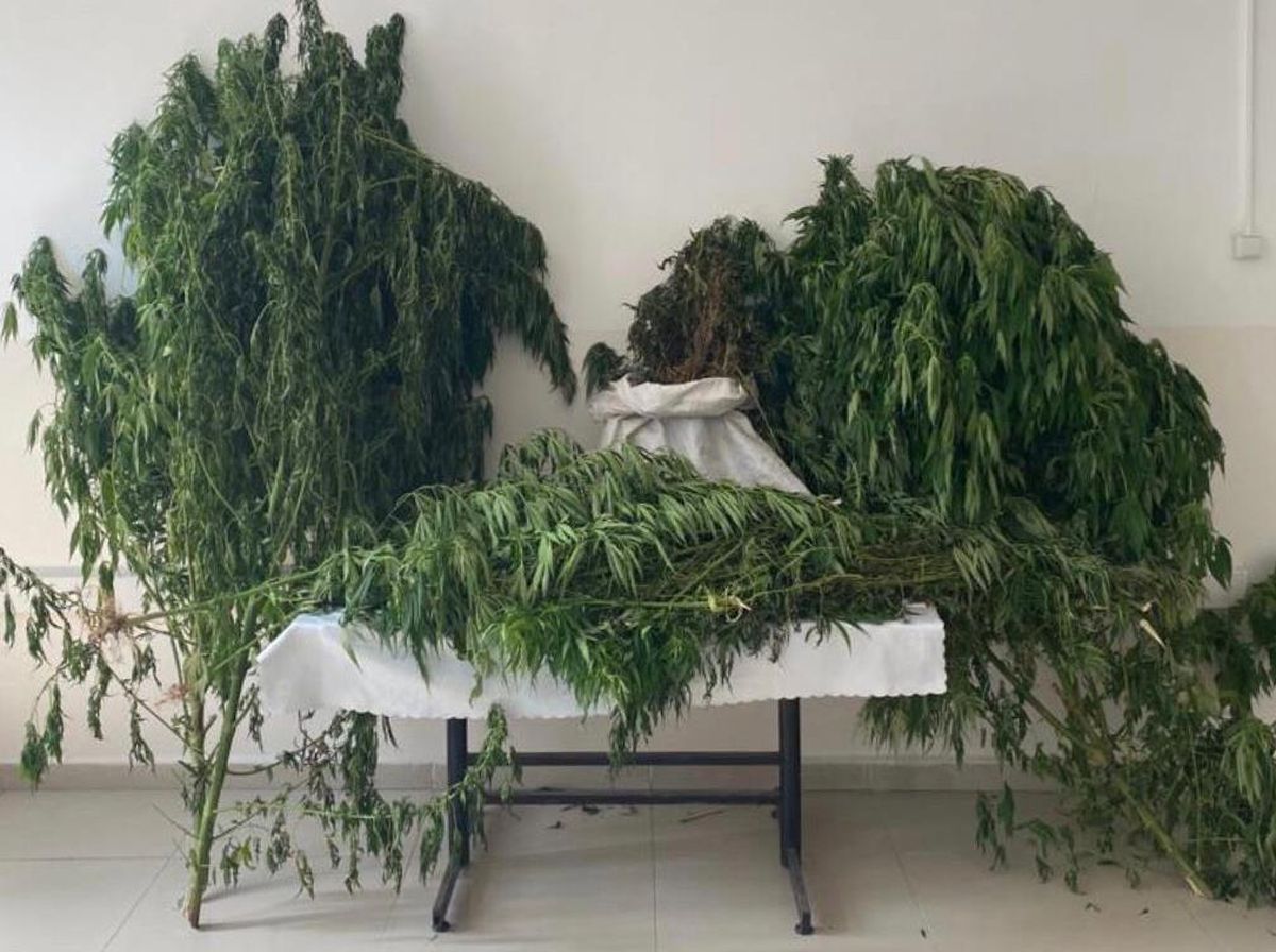 Kocaeli\'de 30 kilo 805 gram kubar esrar ele geçirildi