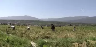 MAZENDERAN - İran'da pirinç hasadı zamanı