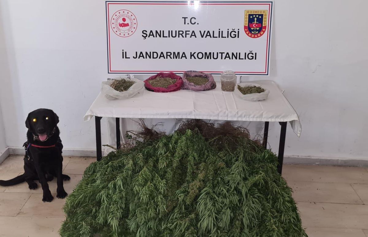 Şanlıurfa\'da 5 kilogram esrar ile 765 kök Hint keneviri ele geçirildi