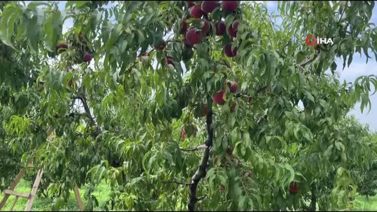 İnsanlık ölmemiş...Kopardığı şeftali için ağaca para bağladı
