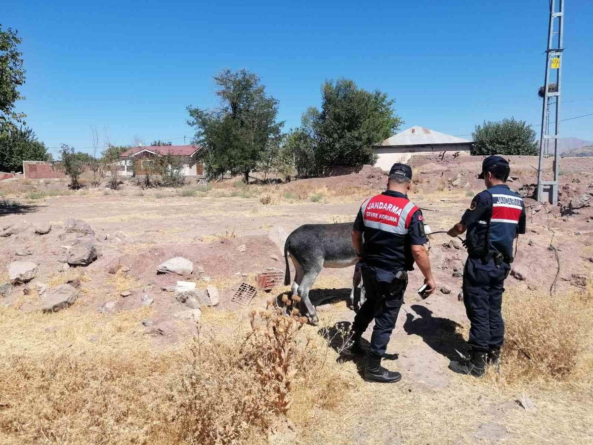 Eşekleri traktörün arkasına bağlayıp sürüklemişti, o sürücü bulundu ceza kesildi