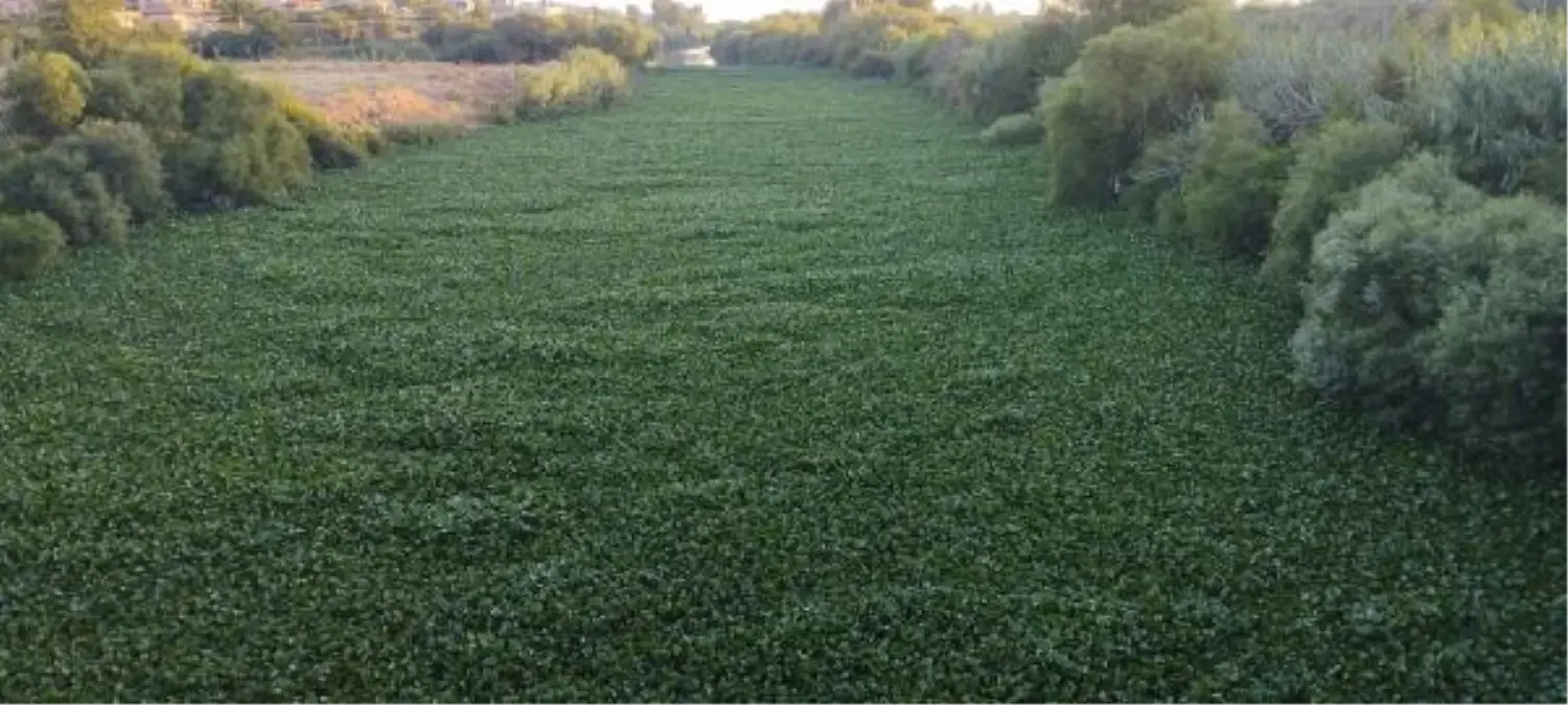 İstilacı su sümbülleri Asi Nehri\'nin bazı bölümlerini kapladı