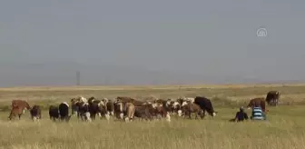 Kars'ta kahvaltıların vazgeçilmezi çeçil peynirinin yapımı için kazanlar yakıldı