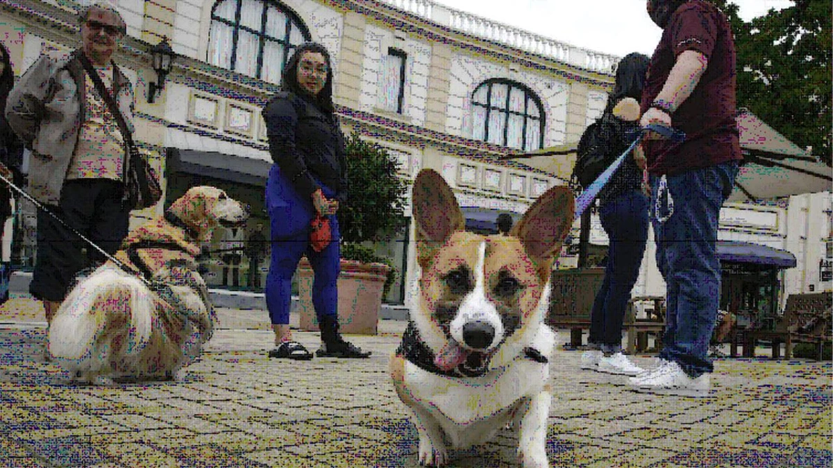 Kanada\'nın Vancouver Kentinde Uluslararası Köpek Günü Kutlandı