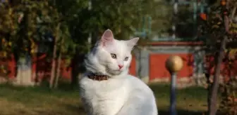 Kedi Villası'nda bu yıl 130 yavru dünyaya geldi