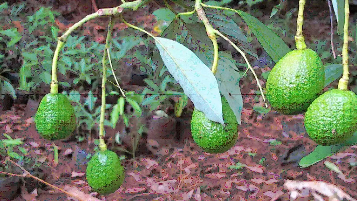 Kenya, Çin\'e Yılda 100.000 Ton Avokado İhraç Etmeyi Hedefliyor