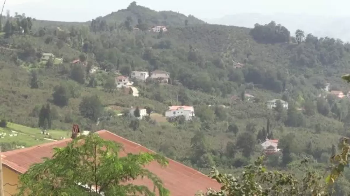 Ordulu kadınlar aile ekonomisine katkı için fındık topluyor