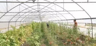 Özalp Belediyesi seralarda yetiştirdiği sebze ve meyveleri ihtiyaç sahiplerine ulaştırıyor