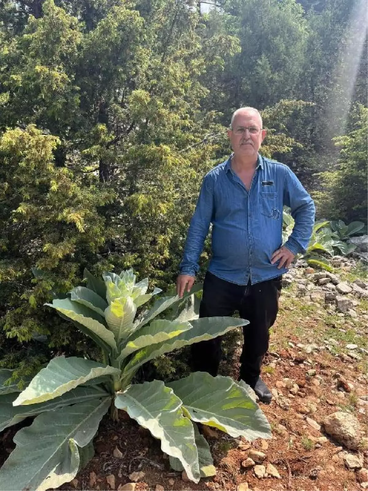 Şehit babası domuzu kovalamak için dama çıkarken düşürdüğü tabancanın ateş almasıyla öldü