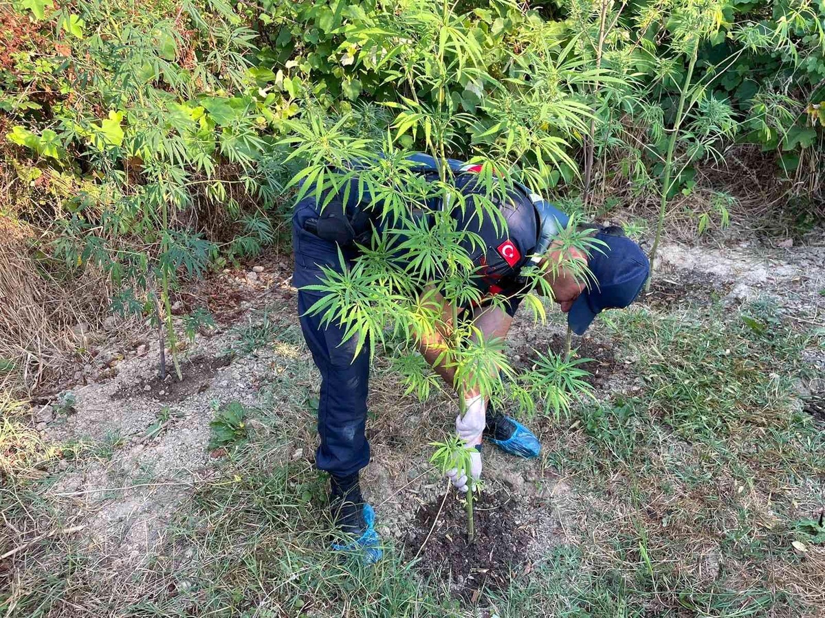 Sinop\'ta uyuşturucu operasyonunda 2 gözaltı