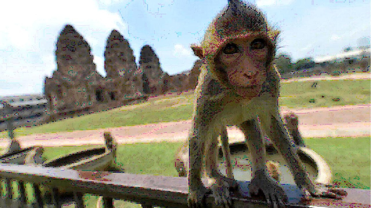Tayland\'ın Lopburi Şehrinde Oyun Oynayan Maymunlar
