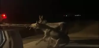 Traktörünün arkasına bağladığı 2 eşeği sürükleyerek götürdü