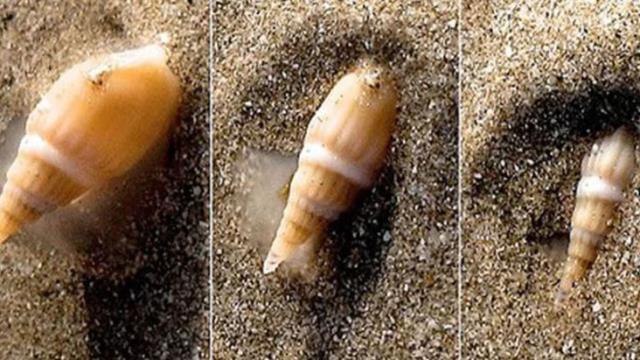 Türkiye'de de ilk kez görülmüştü, dünyanın en zehirli canlısı çıktı! 30 kişiyi tabutsuz şekilde mezara sokuyor