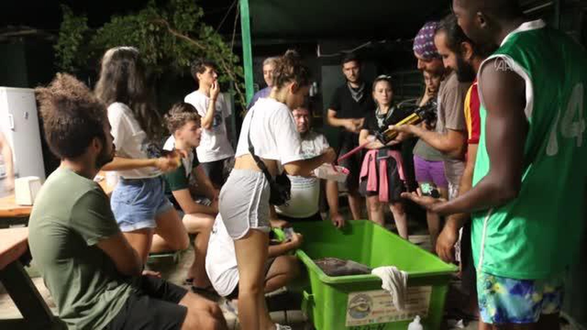 Uydudan izlenen caretta caretta "Lara", bir ayda 500 kilometre yol katetti