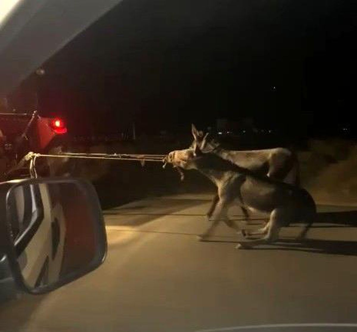 Vicdansız sürücü, traktörün arkasına bağladığı eşekleri sürükleyerek götürdü