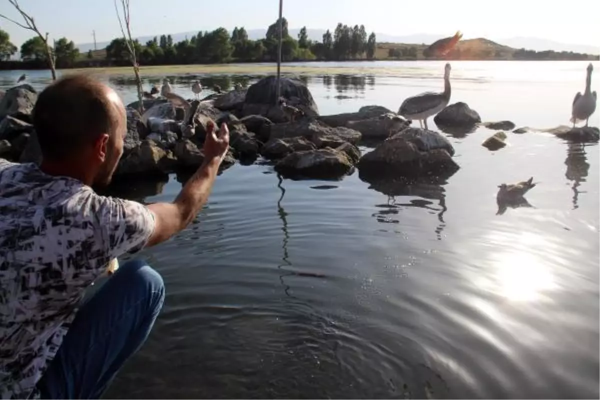 Yiğit ve Ömür ismi verilen pelikanlar Çıldır Gölü'nü mekan tuttu