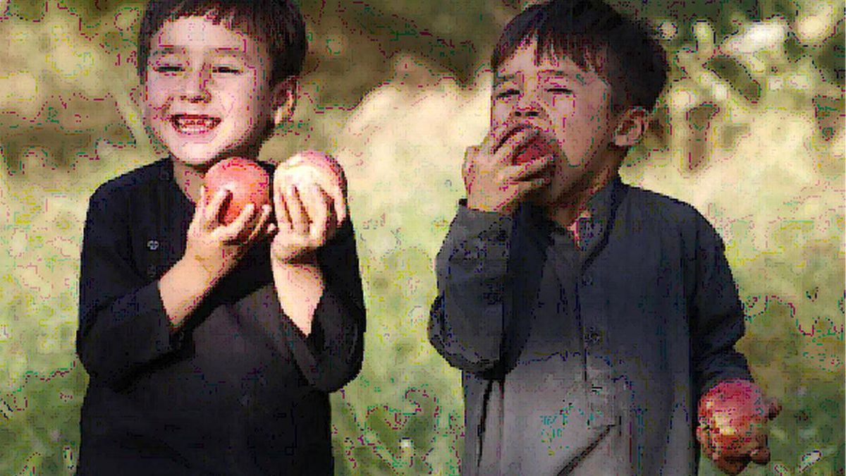 Afganistan\'da Elma Hasadı Mevsimi
