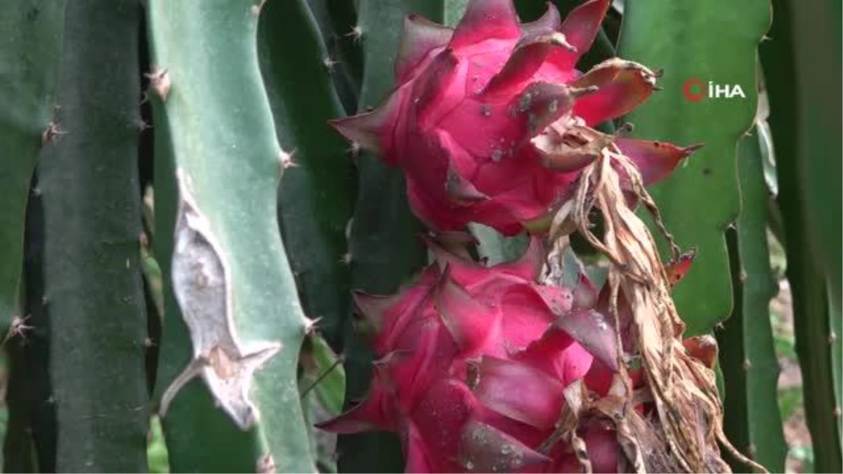 Alanya\'da ejder meyvesi üretimi yıldan yıla artıyor