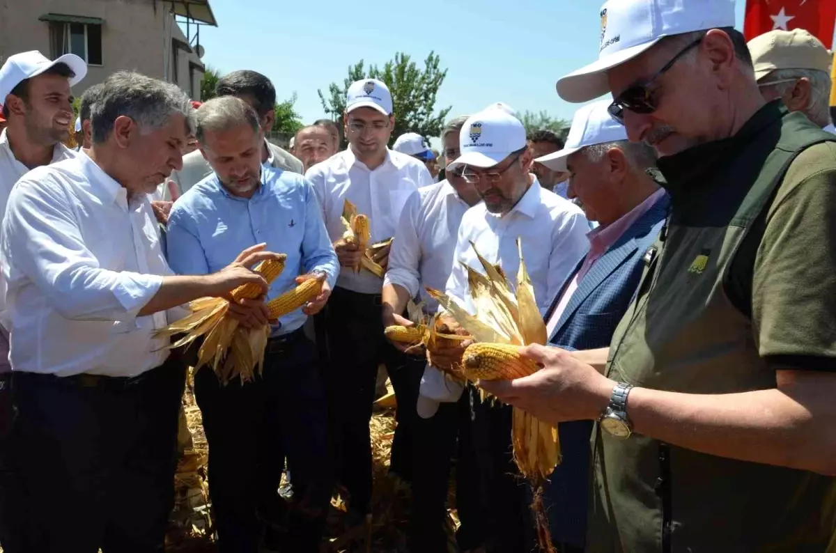 Amik Ovası\'nda mısır hasadı başladı