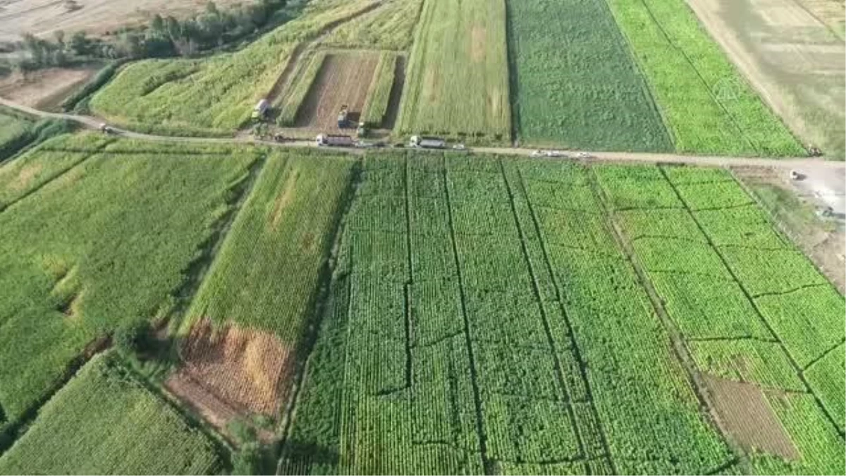 Bingöl Ovası\'nda atıl araziler silajlık mısır üretimiyle canlandı