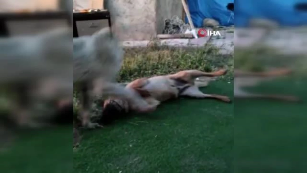 Elazığ\'da vahşet, köpeği 7 yerinden bıçaklayıp öldürdüler