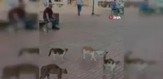 Kedilerin köşeye sıkıştırdığı köpeği esnaf böyle kurtardı