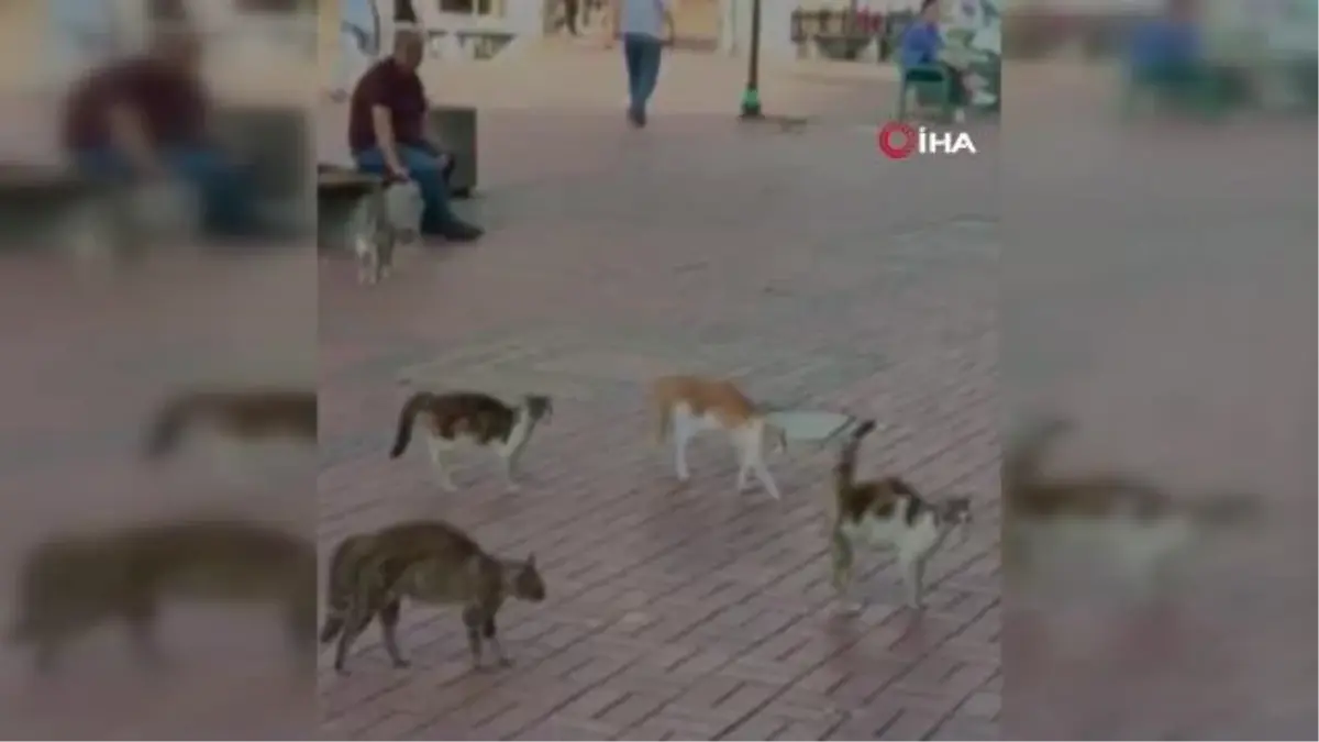 Kedilerin köşeye sıkıştırdığı köpeği esnaf böyle kurtardı