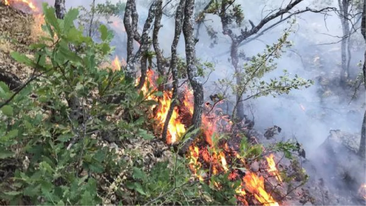 Tunceli\'de ormanlık alanda çıkan örtü yangını söndürüldü