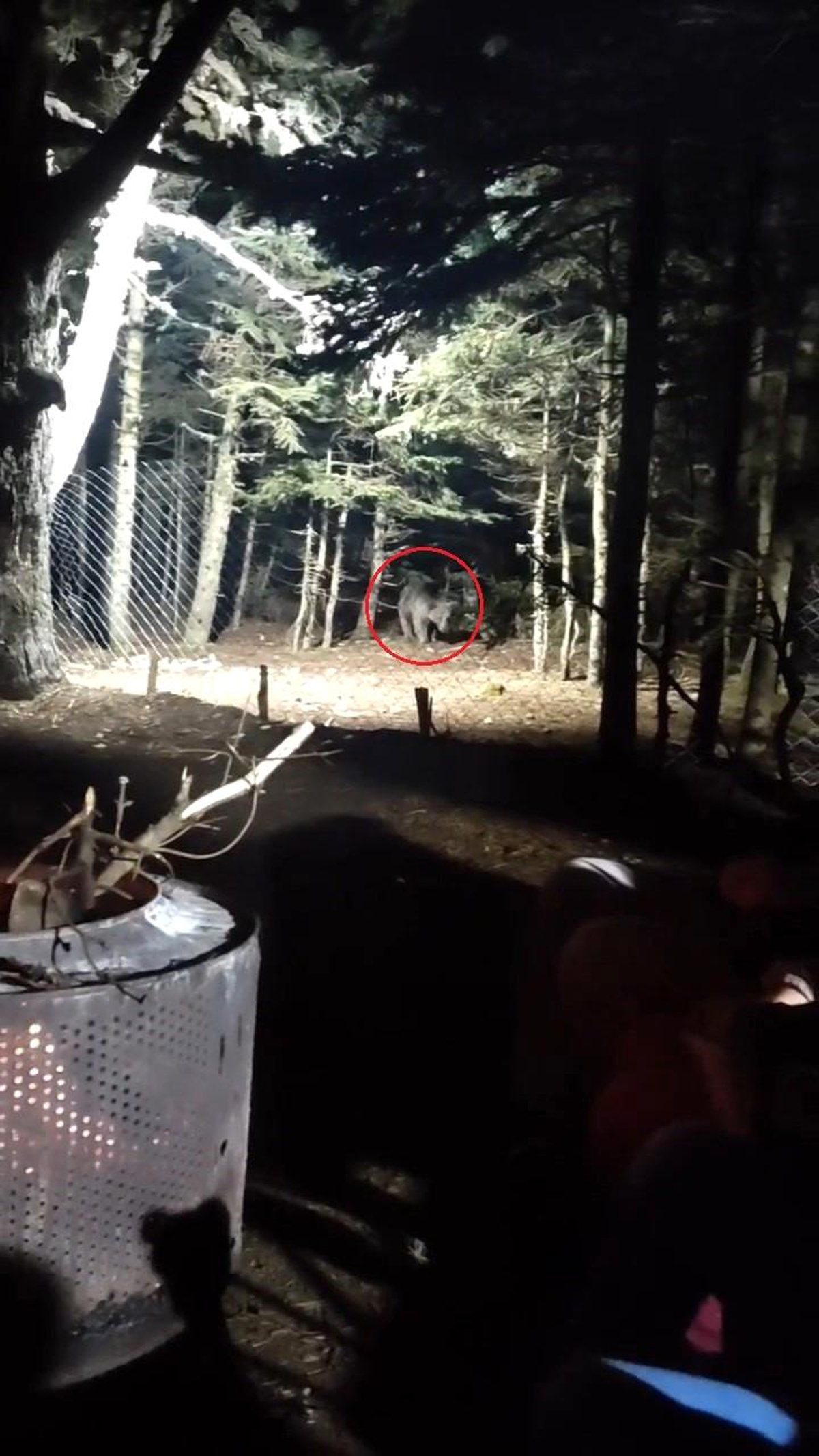 Uludağ\'a tatile giden aile ayıyla karşı karşıya geldi