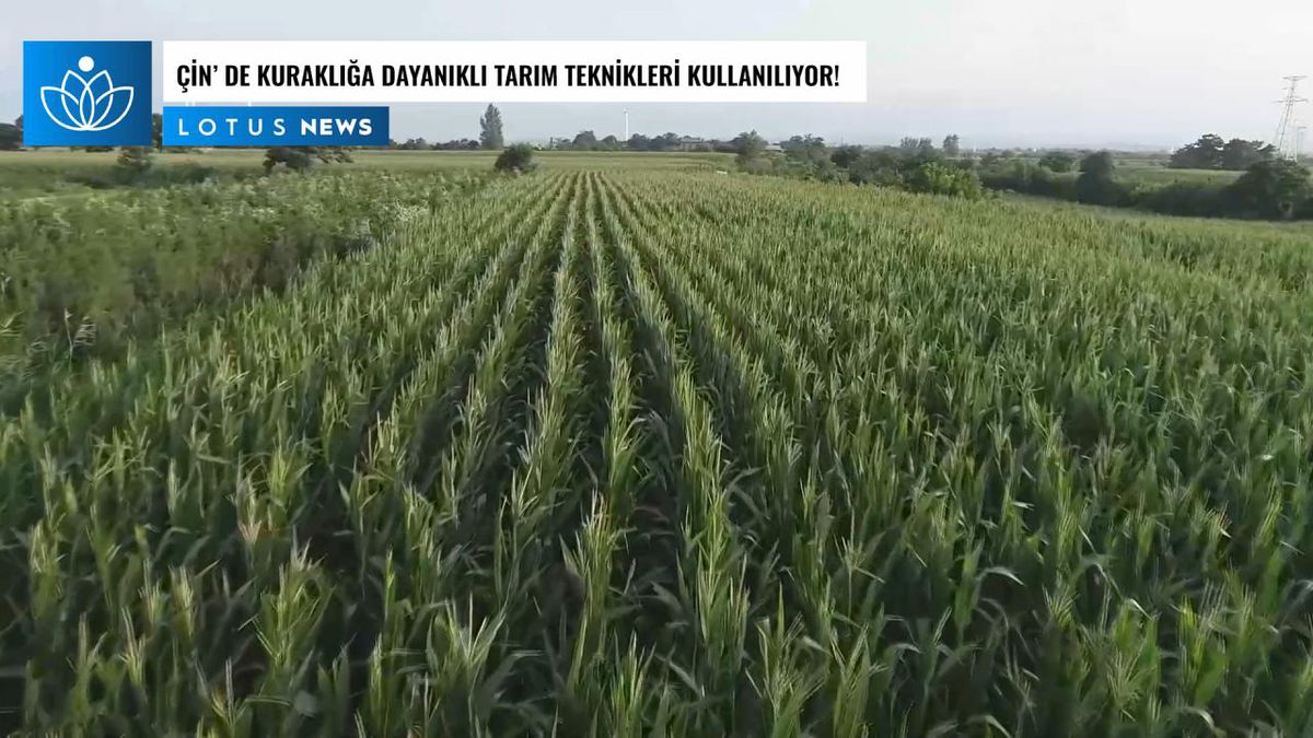 Video: Çin\'de Sonbahar Hasadını Korumak İçin Kuraklığa Dayanıklı Tarım Teknikleri Uygulanıyor