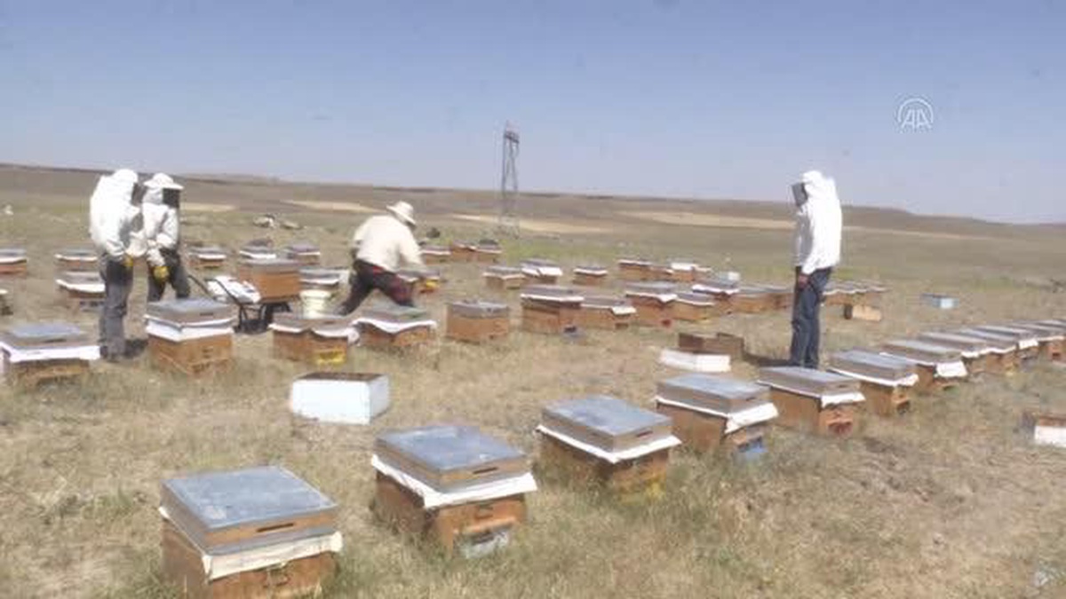 Yağışlarla bitki çeşitliliğinin artması tescilli Kars balının kalitesini artırdı